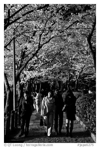 Strollers follow the Tetsugaku-no-Michi (Path of Philosophy), a traffic-free route. Kyoto, Japan (black and white)