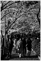 Strollers follow the Tetsugaku-no-Michi (Path of Philosophy), a traffic-free route. Kyoto, Japan (black and white)