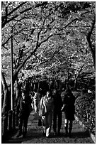 Strollers follow the Tetsugaku-no-Michi (Path of Philosophy), a traffic-free route. Kyoto, Japan ( black and white)