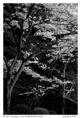 Cherry trees along the Tetsugaku-no-Michi (Path of Philosophy) at dusk. Kyoto, Japan (black and white)