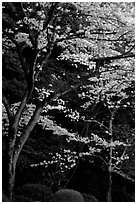 Cherry trees along the Tetsugaku-no-Michi (Path of Philosophy) at dusk. Kyoto, Japan (black and white)