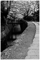 Tetsugaku-no-Michi (Path of Philosophy), a route beside a canal lined with cherry trees. Kyoto, Japan (black and white)