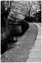 Tetsugaku-no-Michi (Path of Philosophy), a route beside a canal lined with cherry trees. Kyoto, Japan ( black and white)