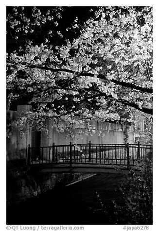 Bridge across a canal and cherry tree in bloom at night. Kyoto, Japan