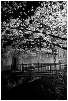 Bridge across a canal and cherry tree in bloom at night. Kyoto, Japan (black and white)