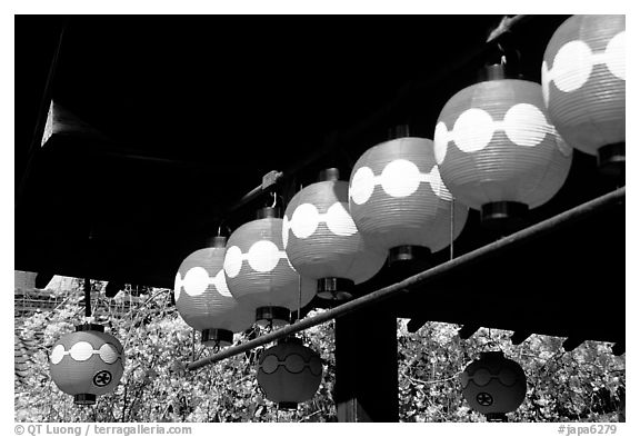 Lanterns and cherry blooms. Kyoto, Japan