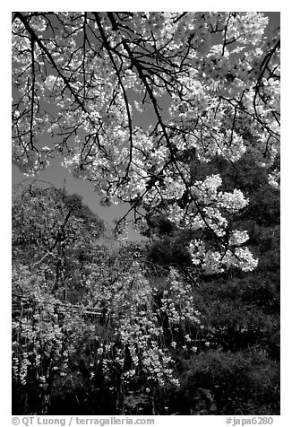Sakura flowers: branch of white and red blossoms. Kyoto, Japan (black and white)