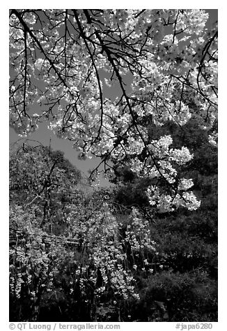 Sakura flowers: branch of white and red blossoms. Kyoto, Japan