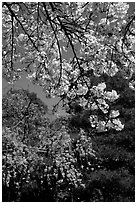 Sakura flowers: branch of white and red blossoms. Kyoto, Japan (black and white)