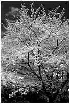 Sakura: flowering cherry tree. Kyoto, Japan ( black and white)