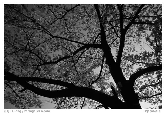 Cherry tree blossoming at sunset. Kyoto, Japan