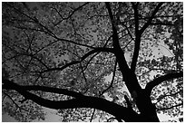 Cherry tree blossoming at sunset. Kyoto, Japan (black and white)