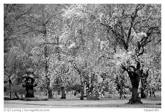 Pink Cherry trees on temple grounds. Kyoto, Japan (black and white)