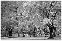 Pink Cherry trees on temple grounds. Kyoto, Japan (black and white)