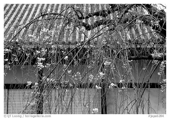 Temple walls and cherry tree in bloom. Kyoto, Japan