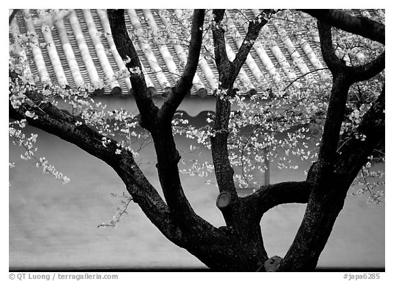 Trunk of cherry tree and temple wall. Kyoto, Japan (black and white)