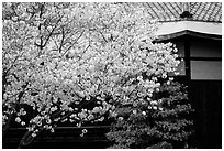 Sakura cherry blossoms and temple detail. Kyoto, Japan (black and white)