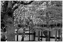 Cherry blossoms, pine tree, and temple wall, Sanjusangen-do Temple. Kyoto, Japan ( black and white)