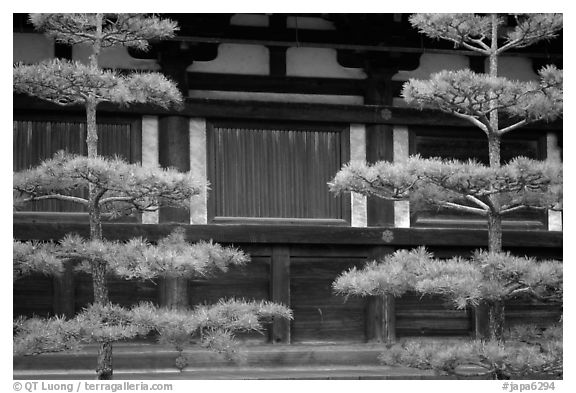 Pines and wooden walls, Sanjusangen-do Temple. Kyoto, Japan (black and white)