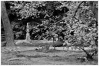 Garden with trees and mosses on the grounds of the Kinkaku-ji Temple. Kyoto, Japan (black and white)
