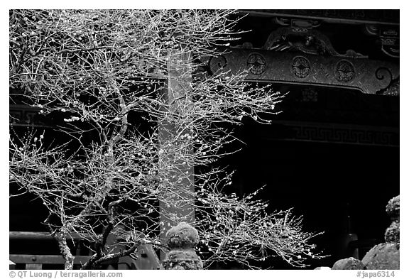 Delicate cherry tree and temple. Nikko, Japan