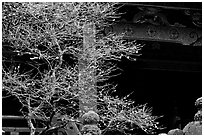 Delicate cherry tree and temple. Nikko, Japan (black and white)