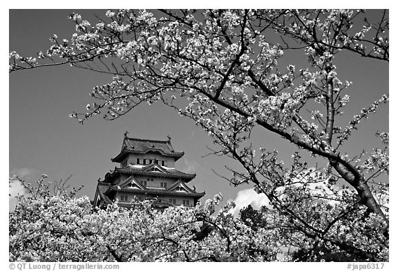 Branch with cherry flowers and castle. Himeji, Japan (black and white)