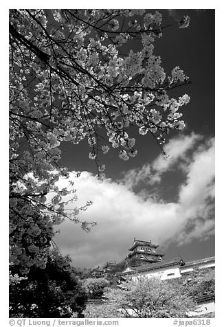 Cherry blooms and castle. Himeji, Japan (black and white)