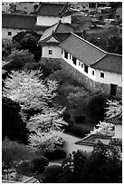 Castle grounds with blossoming cherry trees. Himeji, Japan (black and white)