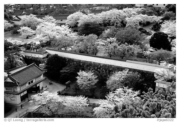 Castle grounds and walls with blossoming cherry trees. Himeji, Japan (black and white)