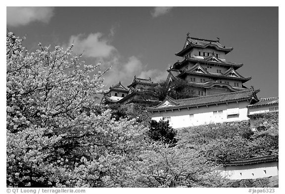 Blooming cherry tree and castle. Himeji, Japan (black and white)