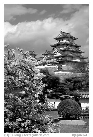 Blossoming cherry tree and castle. Himeji, Japan (black and white)