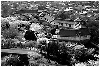 Castle grounds and walls with cherry trees in bloom. Himeji, Japan (black and white)