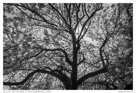 Cherry tree in bloom, Shinjuku Gyoen National Garden. Tokyo, Japan (black and white)