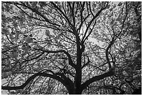 Cherry tree in bloom, Shinjuku Gyoen National Garden. Tokyo, Japan ( black and white)