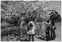 Visitors taking pictures of cherry tree in bloom, Shinjuku Gyoen National Garden. Tokyo, Japan ( black and white)