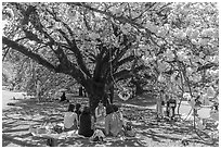 Gathering under cherry tree in bloom, Shinjuku Gyoen National Garden. Tokyo, Japan ( black and white)