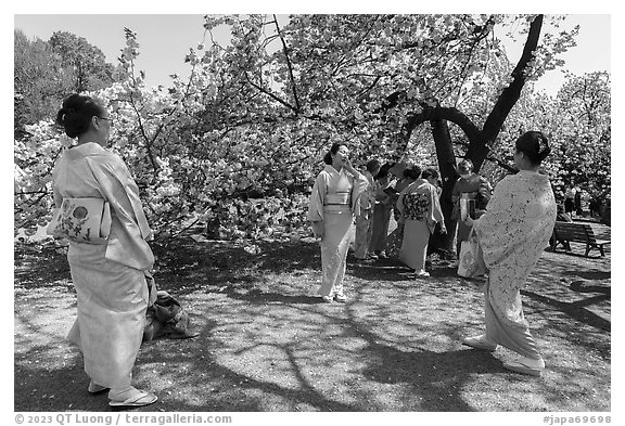 Japanese women in kimono pose for pictures under cherry tree in bloom, Shinjuku Gyoen National Garden. Tokyo, Japan (black and white)