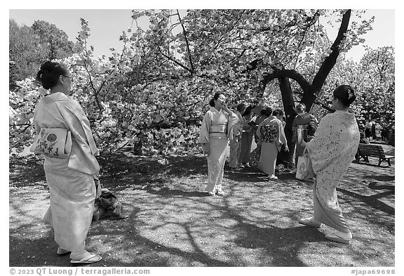 Japanese women in kimono pose for pictures under cherry tree in bloom, Shinjuku Gyoen National Garden. Tokyo, Japan (black and white)