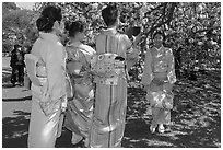 Kimono-clad Japanese women and cherry tree in bloom, Shinjuku Gyoen National Garden. Tokyo, Japan ( black and white)