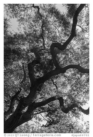 Japanese Maple. Tokyo, Japan (black and white)