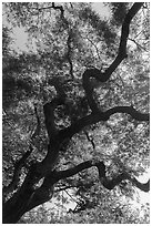 Japanese Maple. Tokyo, Japan ( black and white)