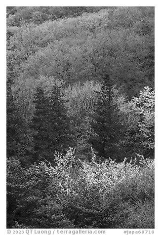 Hillside in spring, Hakone. Japan (black and white)