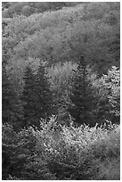 Hillside in spring, Hakone. Japan ( black and white)