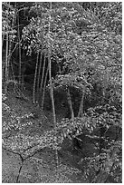 Bamboo in urban park, Yokohama. Japan ( black and white)