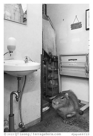 Capybara resting in room, Yokohama. Japan (black and white)