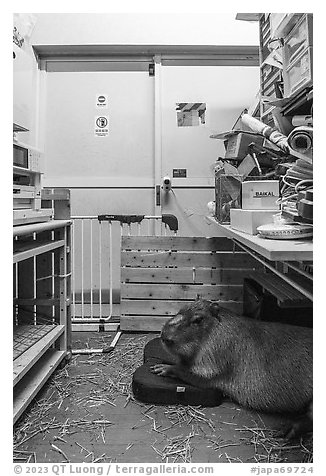 Capybara resting in storage area, Yokohama. Japan