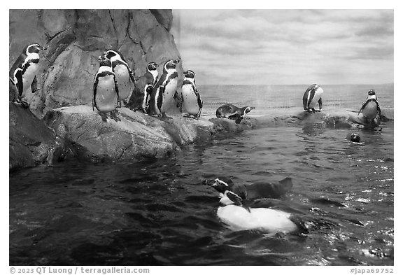 Penguins, Enoshima Aquarium. Fujisawa, Japan (black and white)