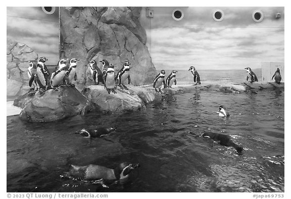 Penguin exhibit, Enoshima Aquarium. Fujisawa, Japan (black and white)