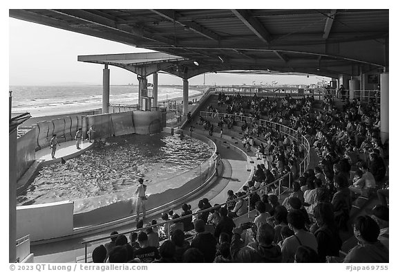 Dolphin Show Stadim, Enoshima Aquarium. Fujisawa, Japan (black and white)